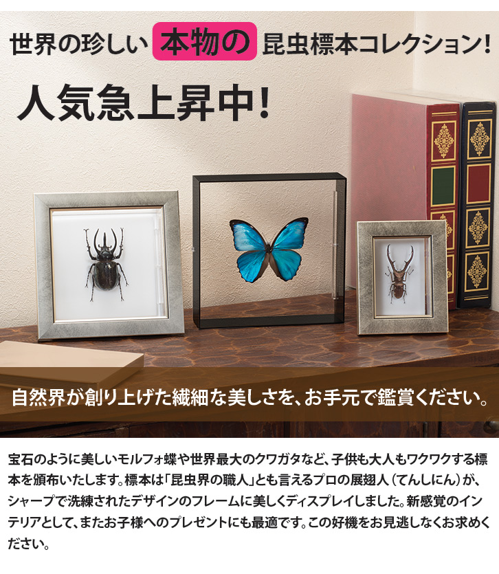 昆虫標本コレクション！ メネラウスモルフォ- 三宝堂オンラインショップ