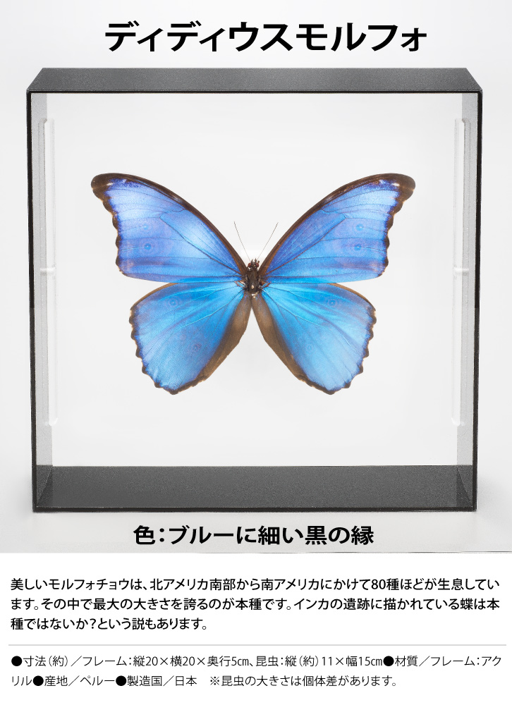 蝶の標本コレクション！ディディウスモルフォ- 三宝堂オンラインショップ