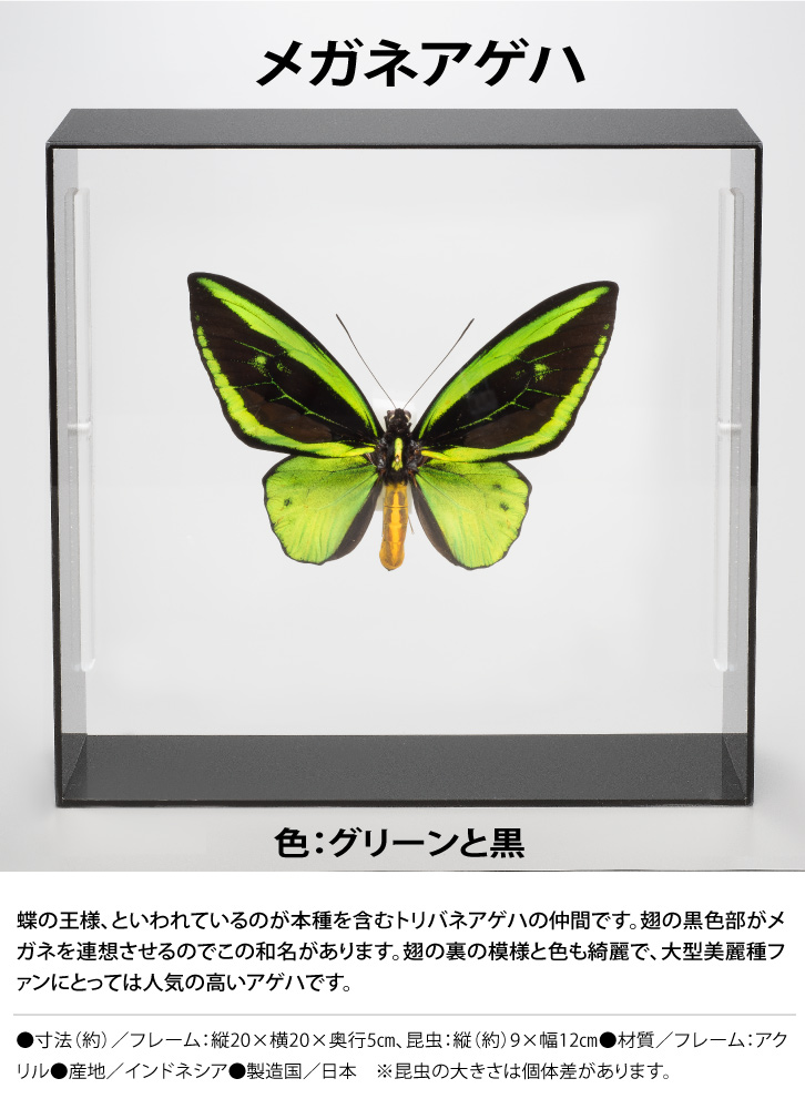 蝶の標本コレクション！メガネアゲハ - 三宝堂オンラインショップ